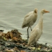 Les oiseaux du fleuve Sénégal (1)